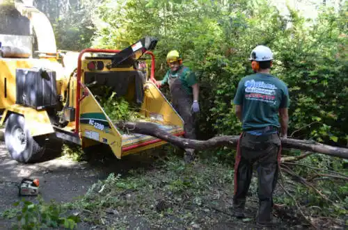 tree services Jackson